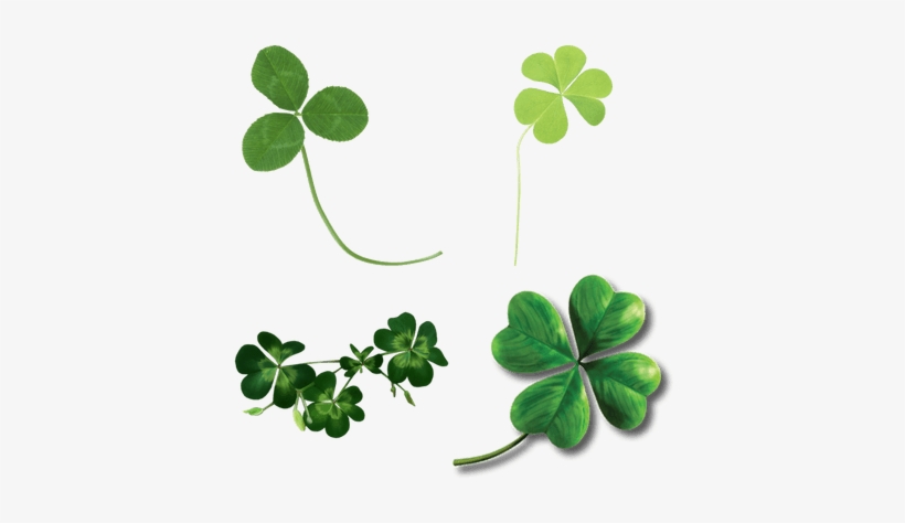 Clover, transparent png