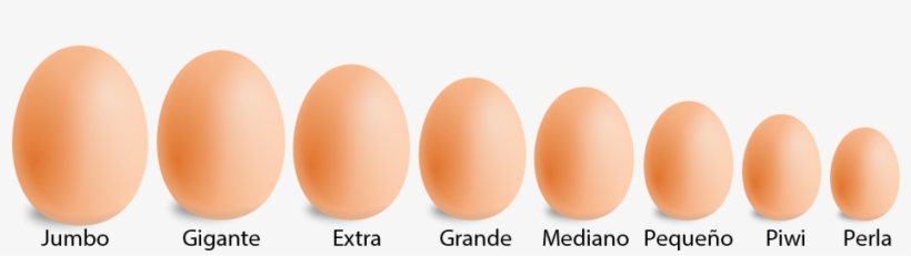 Tamaños, Mínimo, Máximo, Medida - Tamaños De Los Huevos, transparent png