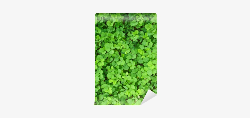 Clover, transparent png