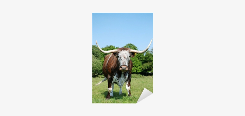Vaca Con Cuernos Grandes, transparent png