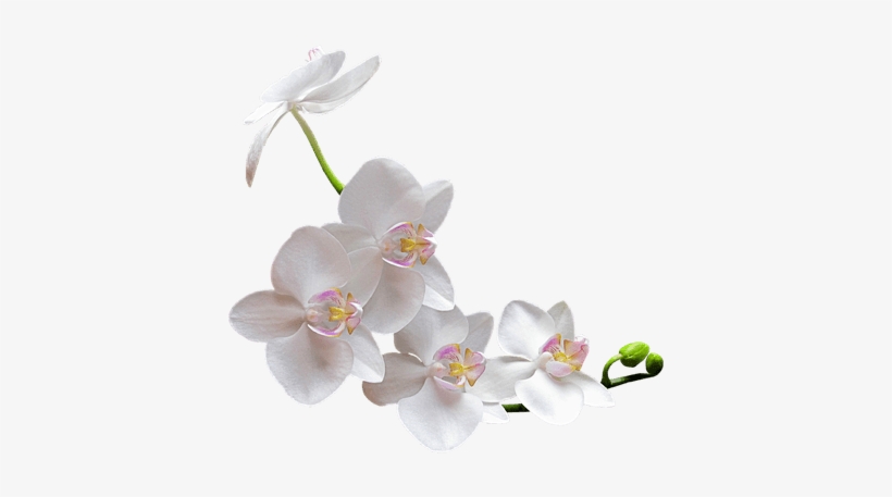 Orquídea Blanca - White Orchid Transparent Background, transparent png