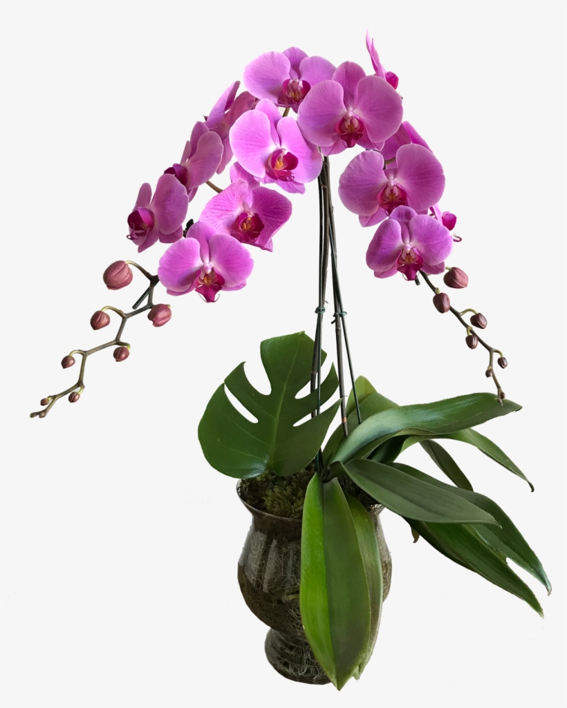 Orquídeas Vaso De Vidro - Vaso Orquidea Png, transparent png