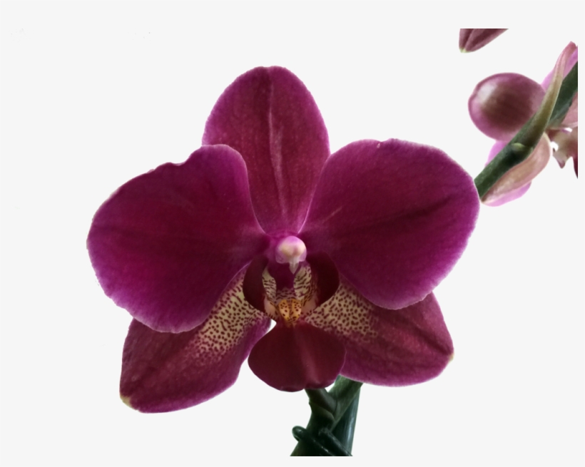 Orquideas Phalaenopsis - Solo Orquideas, transparent png