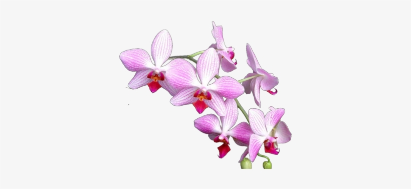 Orquídeas Psd - Lagune Opal Dangle Earrings, Pink Purple Glass Drop, transparent png