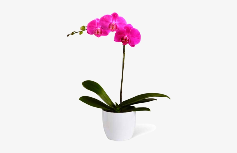 Orquídea Rosa - Orchid On Vase Png, transparent png