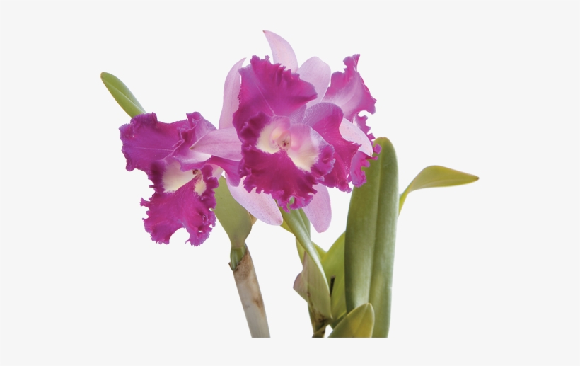Ahora Bien, Si Deseas Congraciar Espacios Exteriores - Orquidea Cattleya Png, transparent png