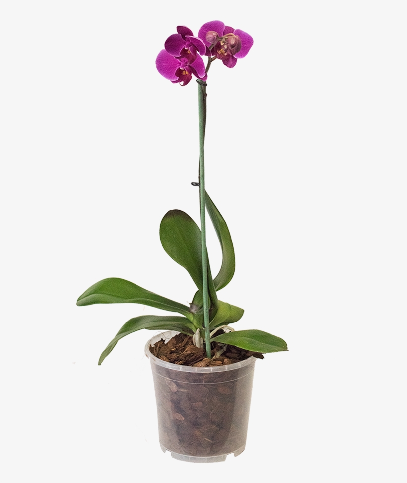 Orchid - Maceta De Orquideas Moradas, transparent png