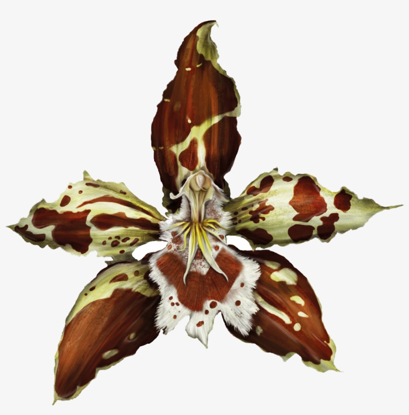 Flor De Bogotá - Orchids, transparent png