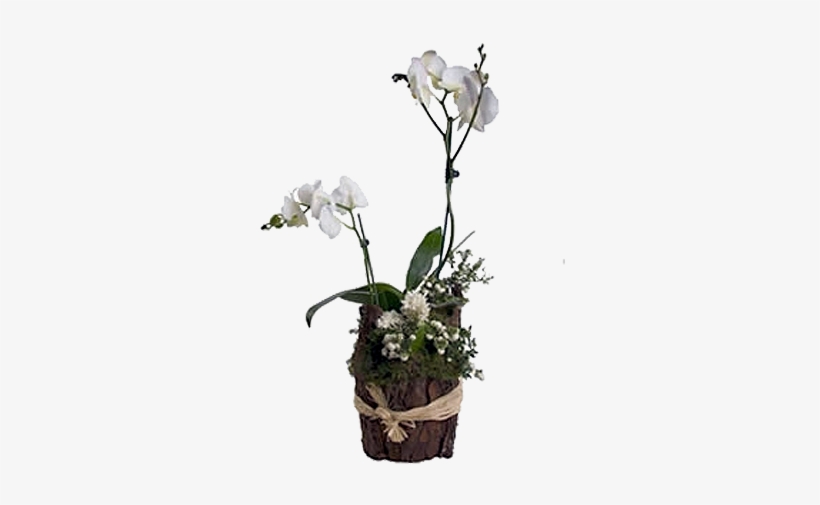 Orquídeas En Tronco De Árbol - Arreglos De Orquideas En Troncos, transparent png