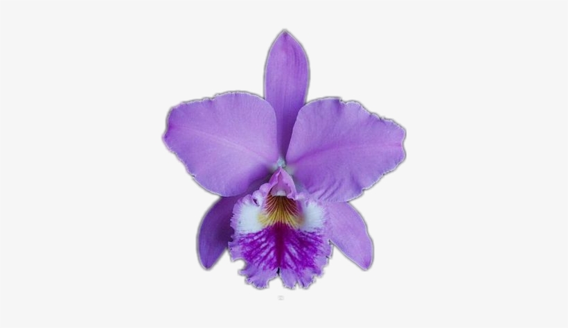 Orchids, transparent png