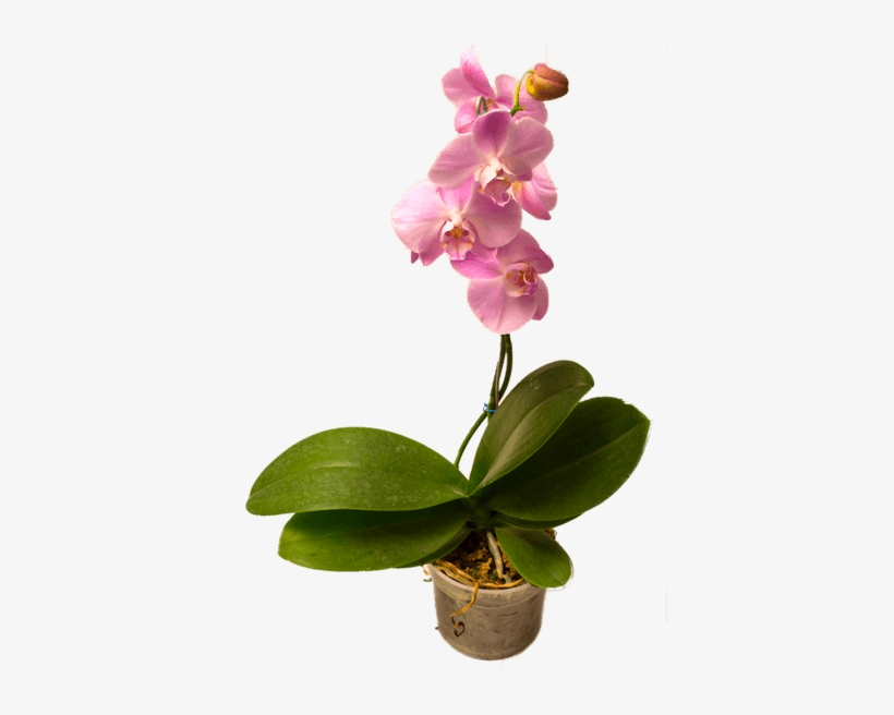 Orquídea Phallaenopsis - Orchids, transparent png
