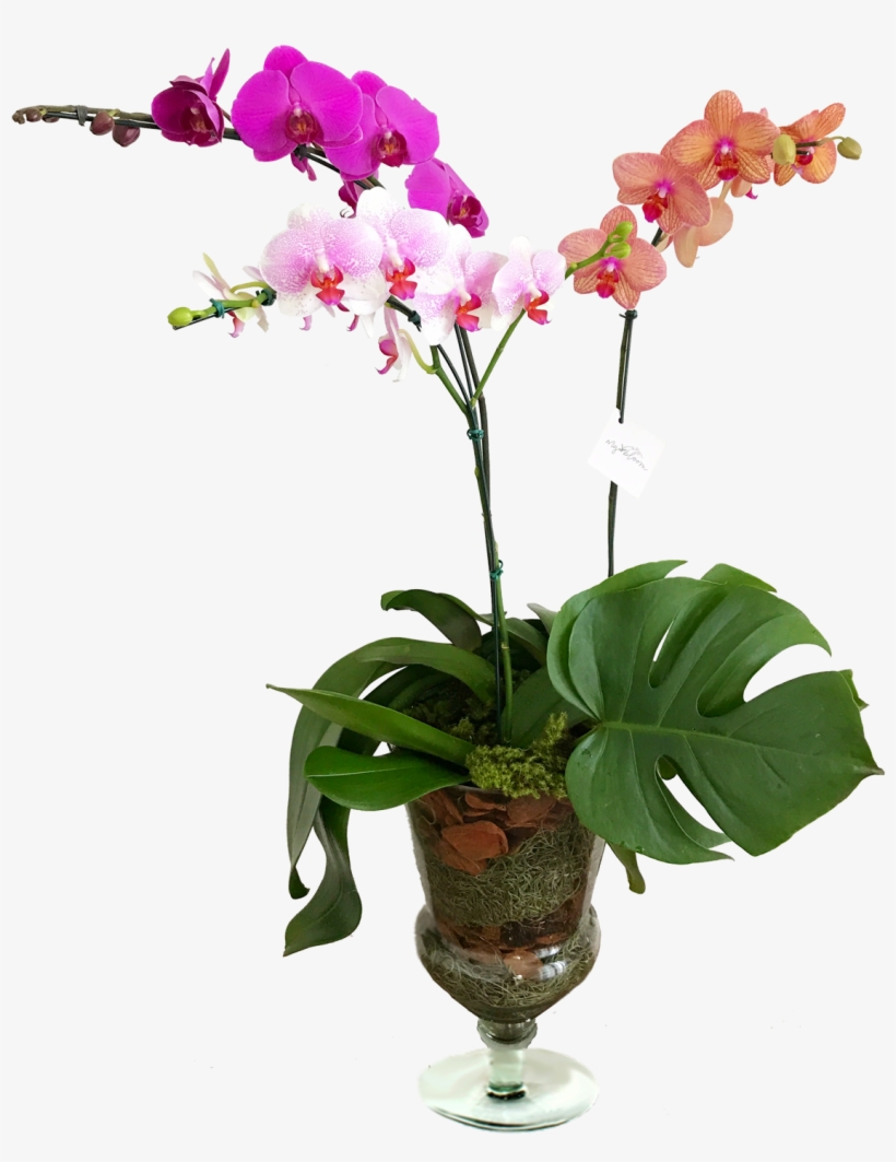 Orquídeas Vaso De Vidro - Orchids, transparent png