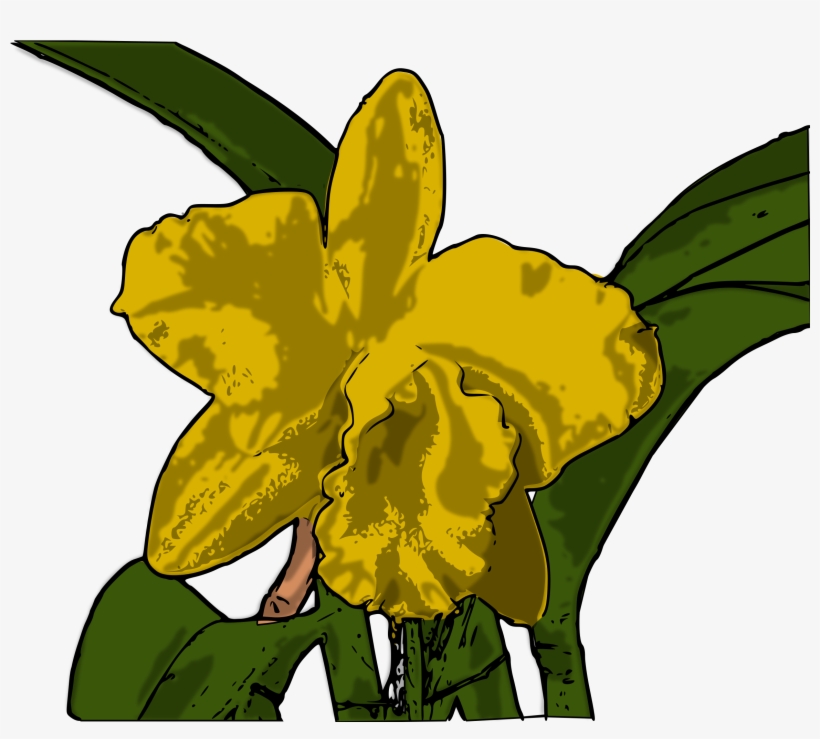 Big Image - Orchids, transparent png
