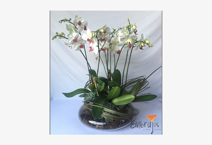 Planta Orquídea/suculentas - Planta De Orquidea, transparent png