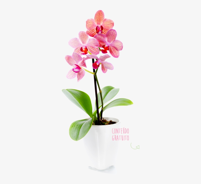 Orquídea Abc Das Orquídeas - Window Decal: Orchid Window, 70x25cm. Window Decal, transparent png