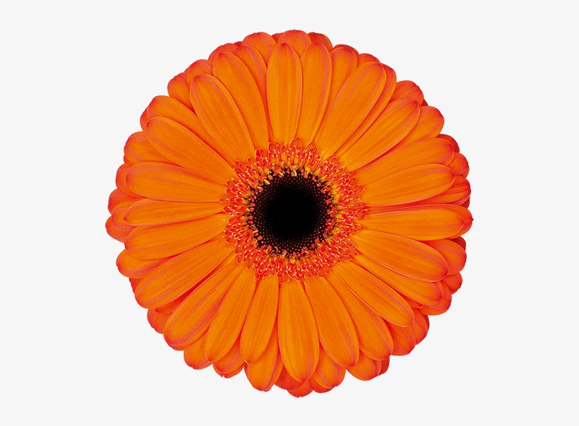 Florist Holland - Barberton Daisy, transparent png