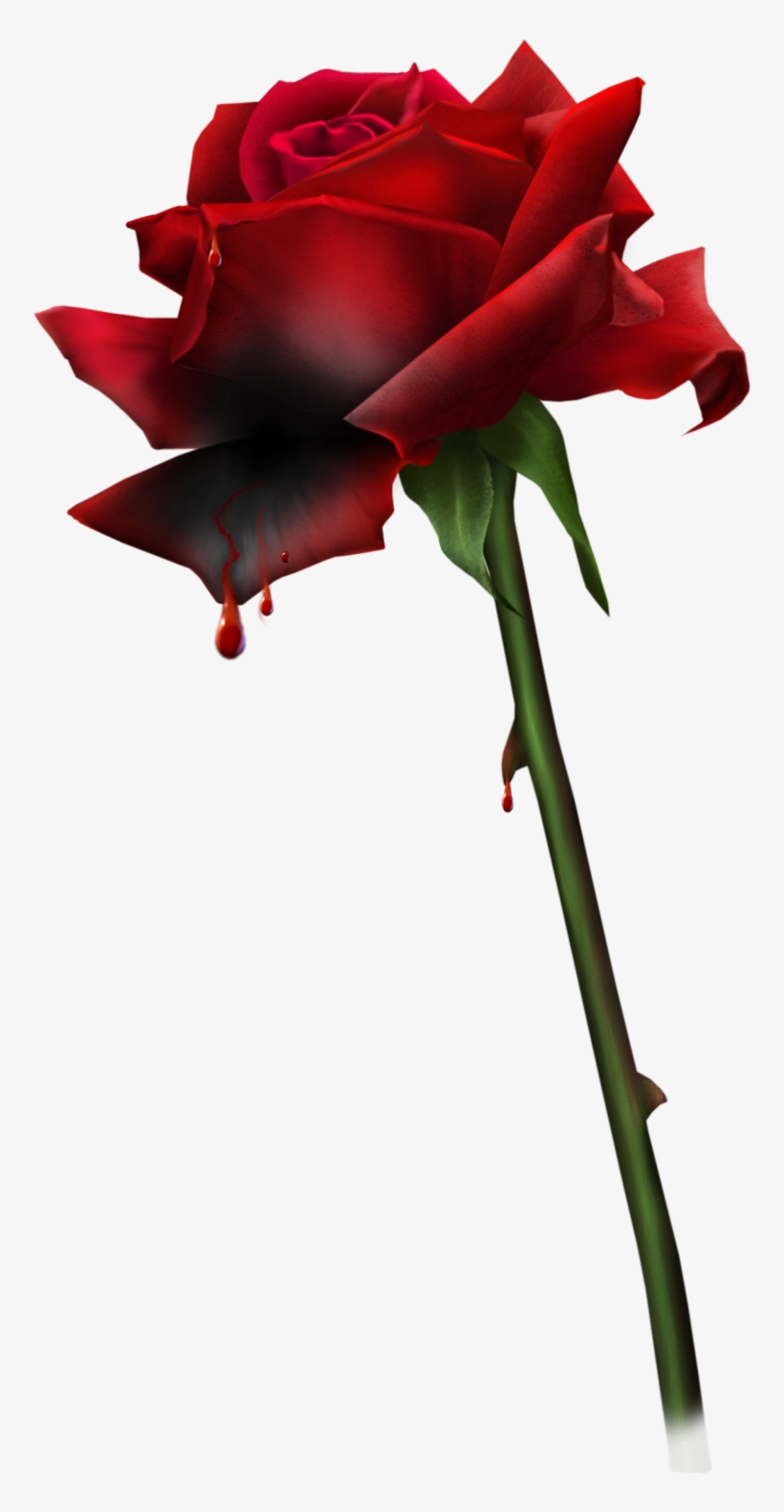Gif, transparent png