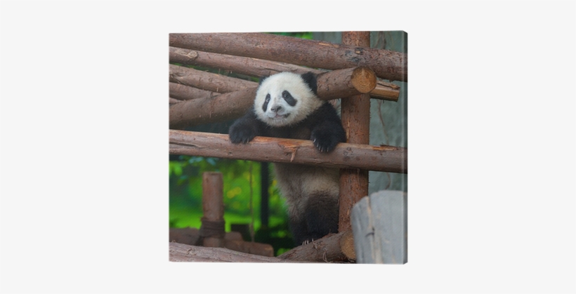 Giant Panda Trying To Climb Over A Wooden Pole Canvas - Giant Panda, transparent png