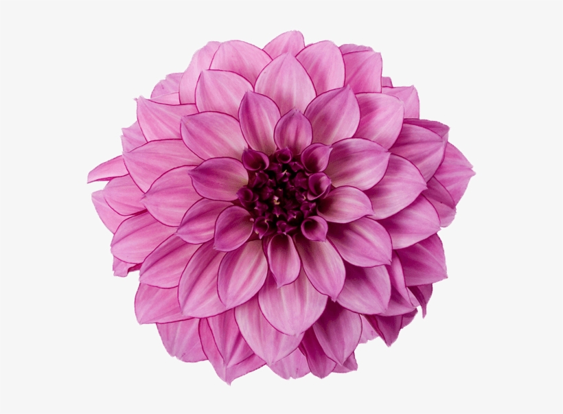 Dahlia Purple - Pink Dahlia Flower Png, transparent png