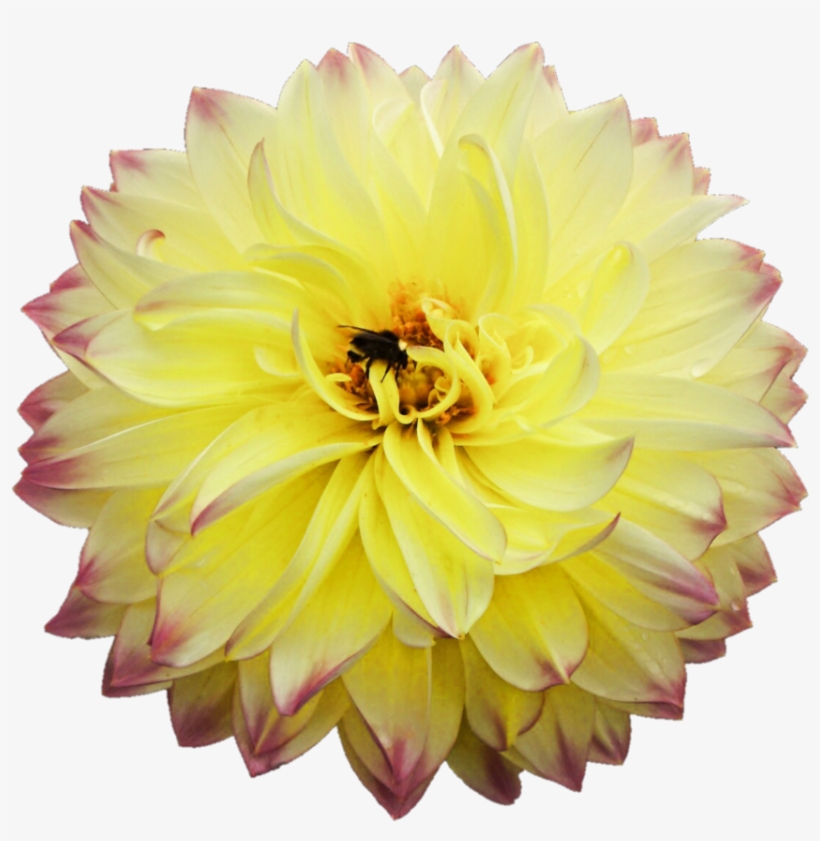 Dahlia Png Picture - Dahlia Png, transparent png