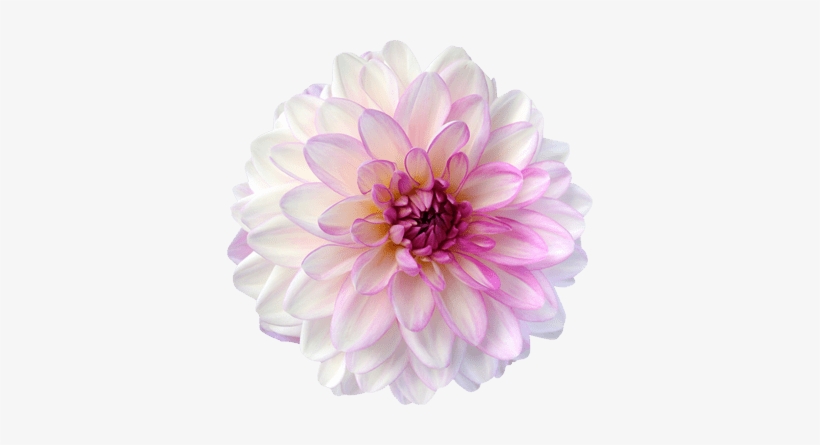 News, Nieuws - Dahlia Png, transparent png
