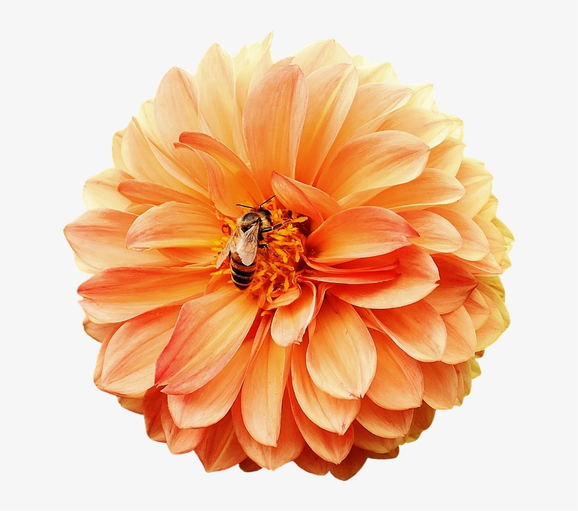 Dahlia, Dahlias, Bees, Autumn, Asteraceae - Георгины Пнг, transparent png