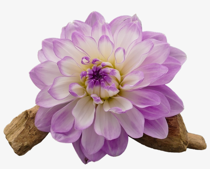 Dahlia Dahlia Flower White - Transparent Flower White And Purple Png, transparent png