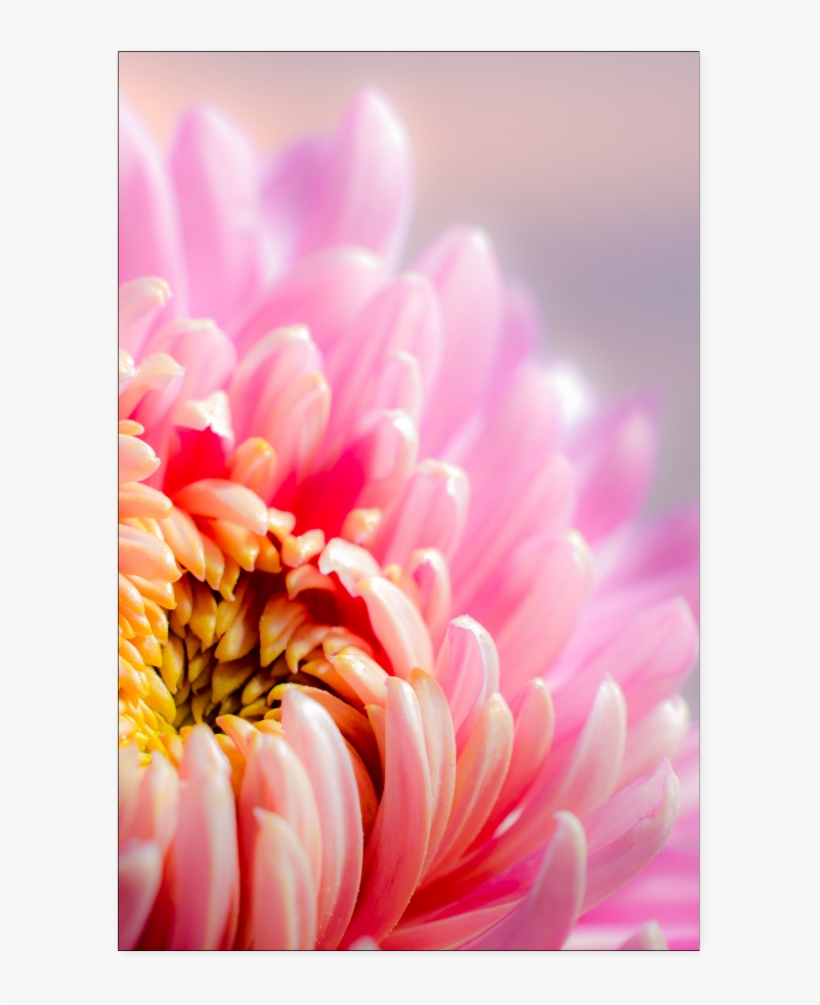 For The Love Of Dahlia - Giclee Print: Chrysanthenum Pink By Lebens Art : 36x48in, transparent png