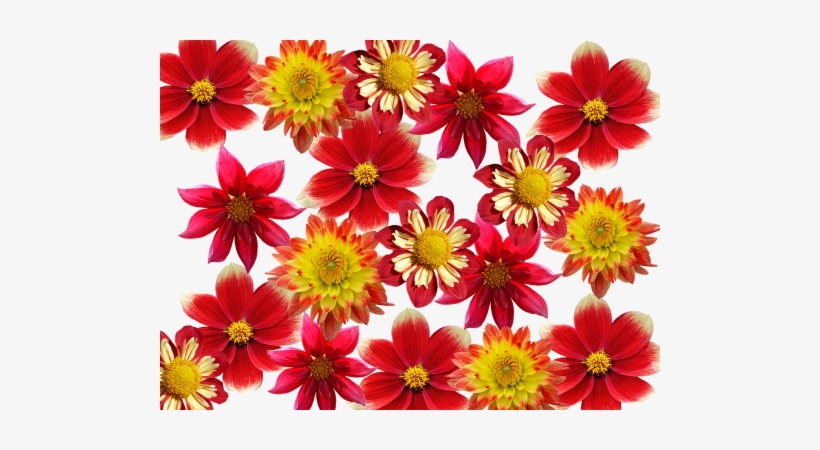 Garden,garden,dalia,late Summer, - Cafepress ! Samsung Galaxy S8 Plus Case, transparent png