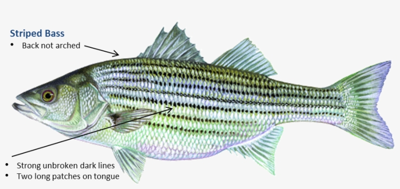 Striped Bass - Oklahoma Fish, transparent png