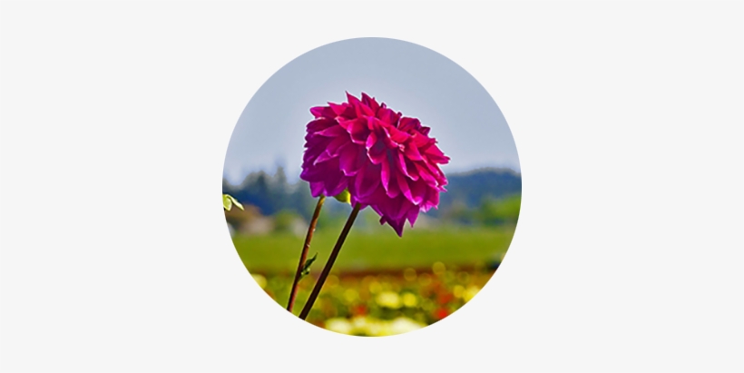 Two Magenta Dahlia Blooms At Swan Island Dahlias In - Swan Island Dahlias, transparent png