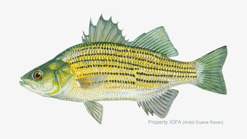 Jordan And Eigenmann, - Yellow Stripers Fish, transparent png