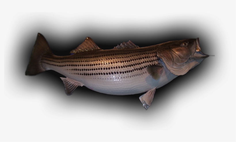 58 Lb Striped Bass Skin Mount - Striper Bass, transparent png