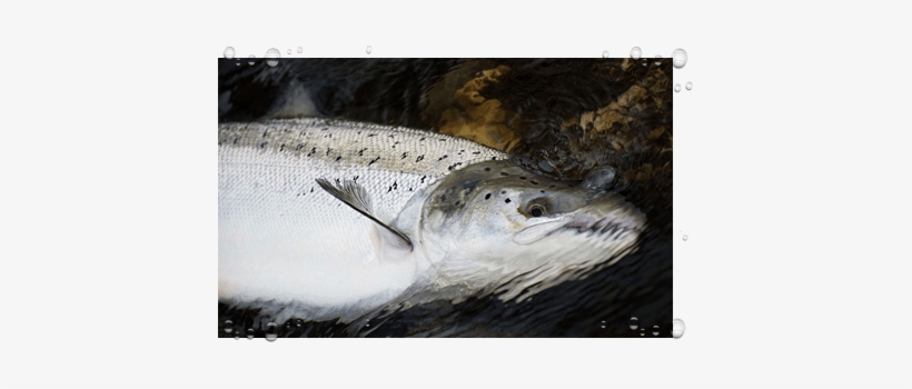 Salmon Fishing - Brown Trout, transparent png