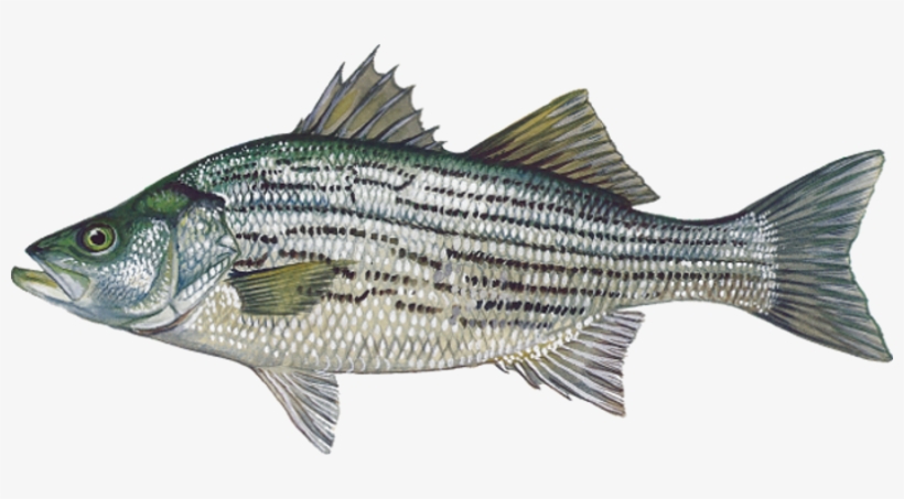 Species Info - Hybrid Striped Bass, transparent png