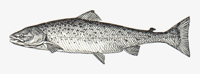 Lachs - Computer File, transparent png