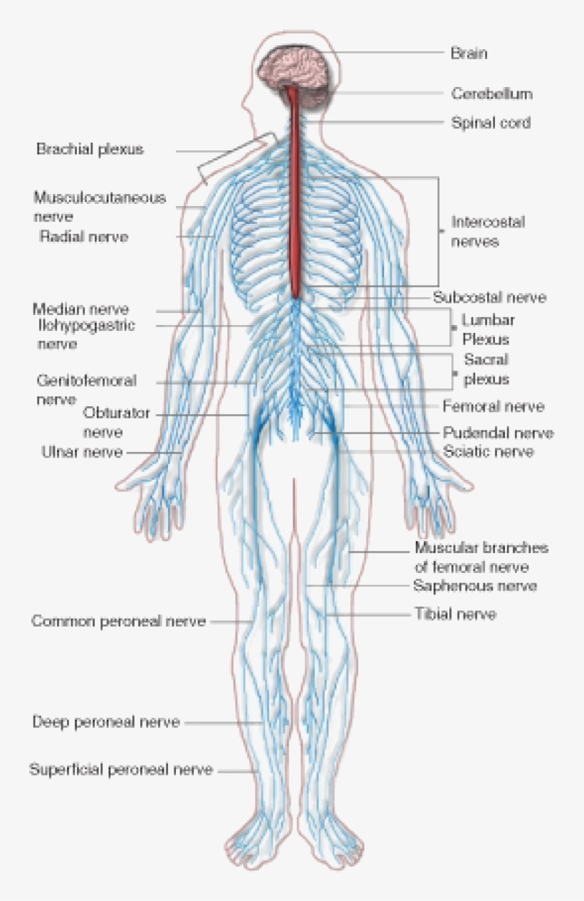 The Peripheral Nervous System - Fall Down Nine Times, Get Up Ten, transparent png