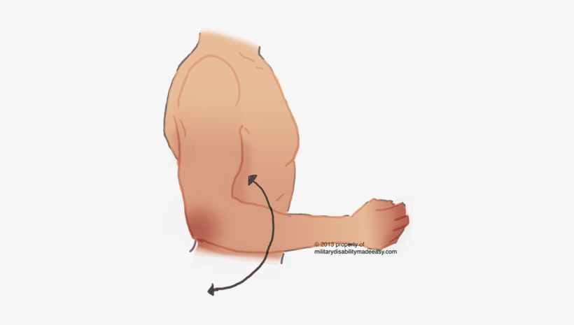 Upper Nerve 15 - Illustration, transparent png