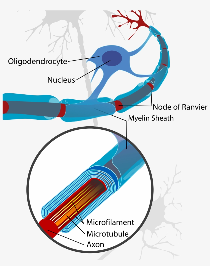 Wikimedia Foundation - Oligodendrocyte Myelination, transparent png