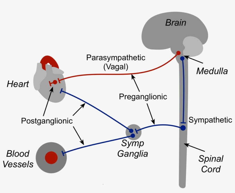 Autonomic Nerves - Parasympathetic Heart, transparent png