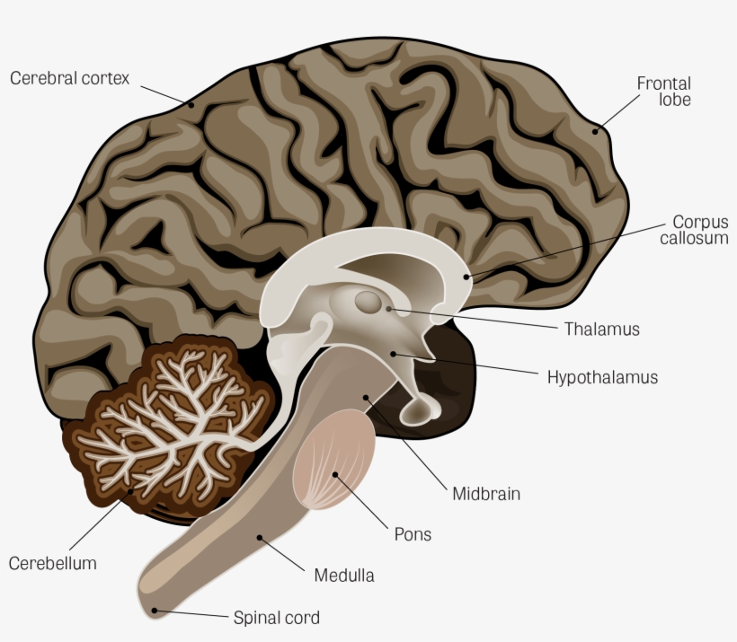 Illustration Of The Human Brain, With The Following - Neuroscience Of Mind Empowerment: Epigenetics, Neuroplasticity,, transparent png