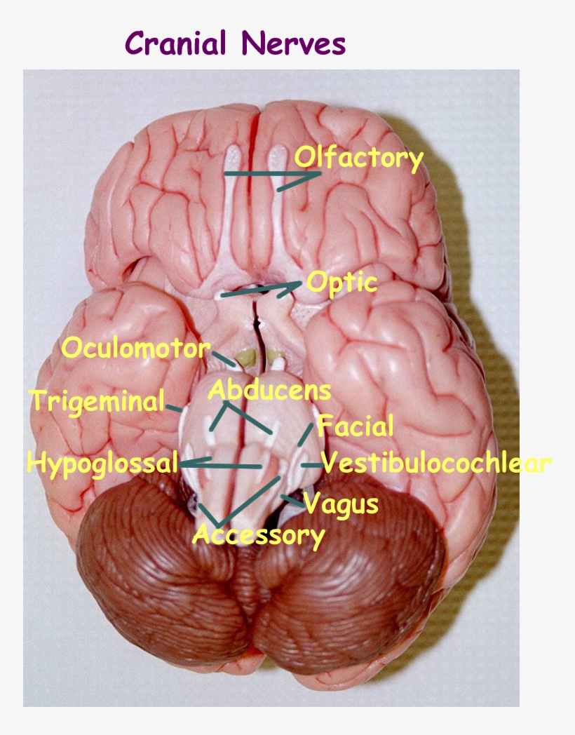 Colored Lobes - Labeled Brain Model Anatomy - 850x1000 PNG Download