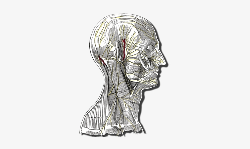 Head And Neck Anatomy Showing Superficial Nerves - Epilpesy And The Epileptic, transparent png
