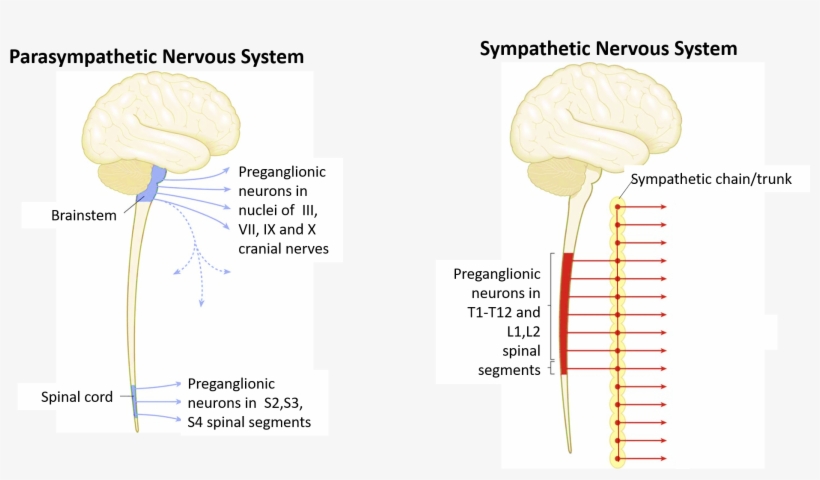 Sympathetic And Parasympathetic Outflow - Sympathetic Nervous System, transparent png
