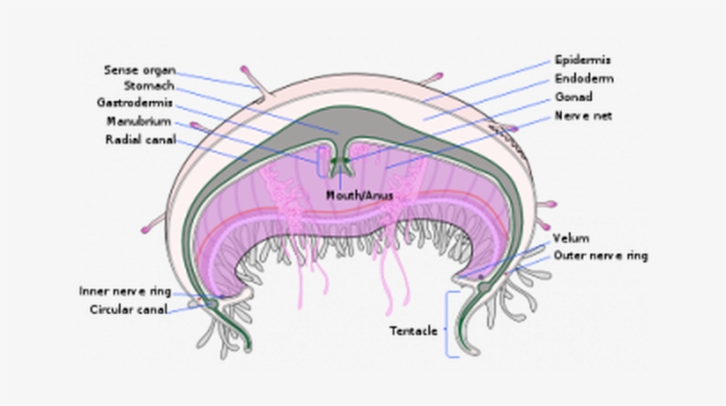 Jellyfish Cross Section, transparent png