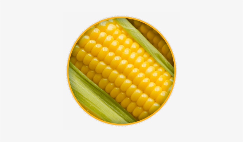 Maíz Amarillo - Maize, transparent png