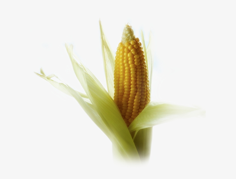 Maiz - Sweet Corn, transparent png
