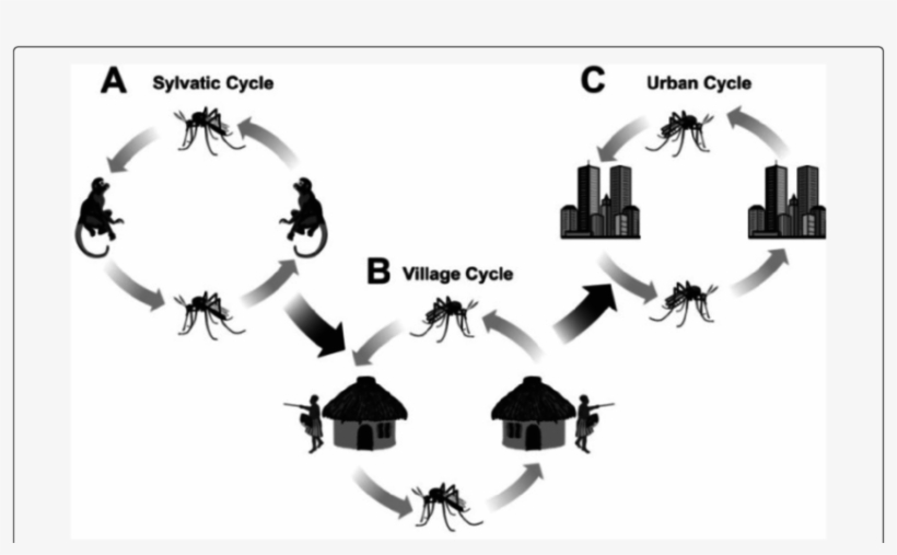 The Virus Is Transmitted Between Non-human Primates - Sylvatic Cycle, transparent png
