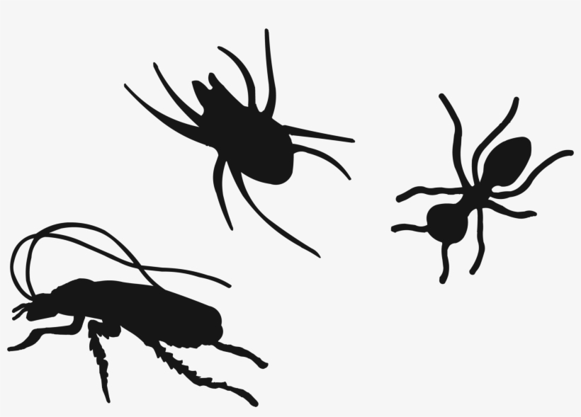 Pest Control Tequesta Florida By Reynolds Pest Management, - Soldier Beetle, transparent png