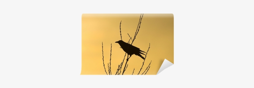 Crow, transparent png